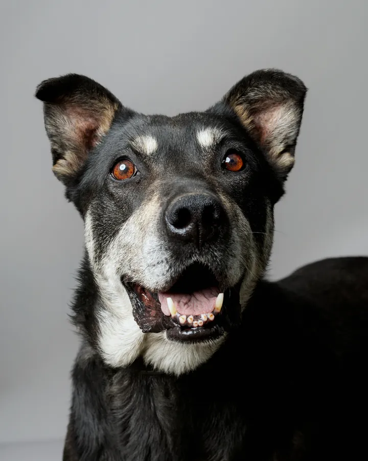 Prieglaudos gyvūnas ieško namų